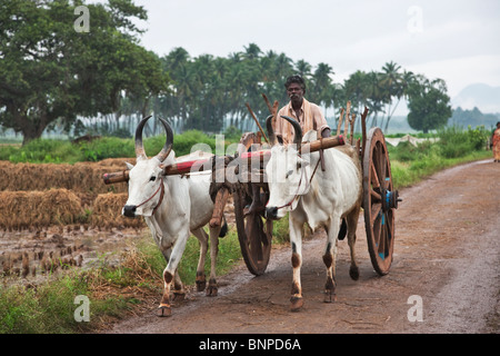 Zebu, (Bos Primigenius Indicus) oder (Bos Indicus), sind eine Art von Hausrind, die sehr hohen Temperaturen angepasst sind und Stockfoto