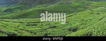 Munnar hat weitläufige Teeplantagen, wo die meisten des Tees ist immer noch von hand gepflückt Stockfoto