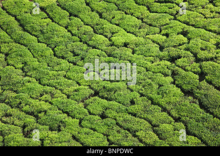 Munnar hat weitläufige Teeplantagen, wo die meisten des Tees ist immer noch von hand gepflückt Stockfoto