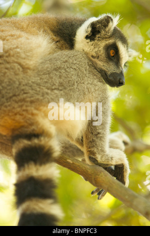 Katta, Madagaskar Stockfoto