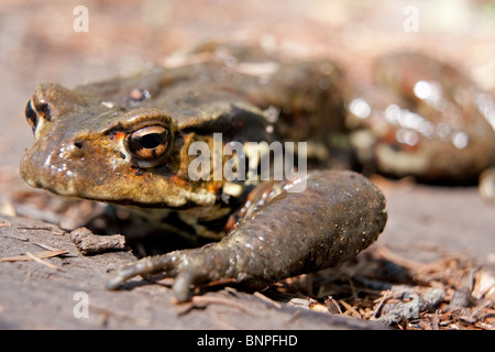 Gemeinsamen Kröte (Bufo Bufo) Makro Fotobild. Diese Amphibien Kreatur entdeckte man natürlicherweise in Natur rund um die Seen von Japan Stockfoto