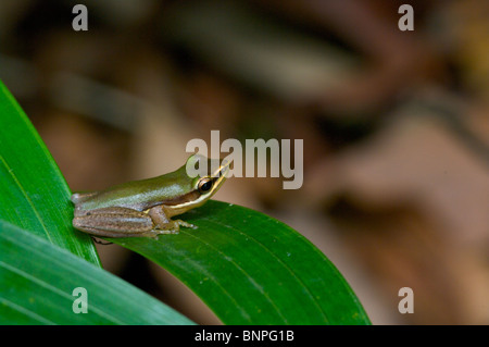 Eine nördliche Zwerg Laubfrosch (Litoria bicolor) ruht auf einem Regenwald-Blatt in Darwin, Northern Territory, Australien. Stockfoto