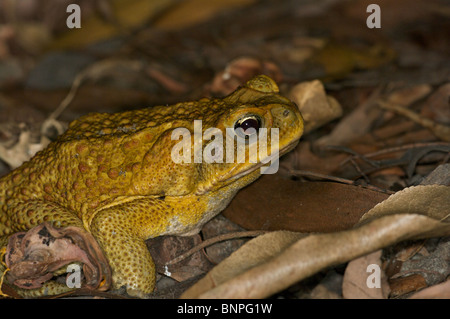 Eine große Cane Toad (Schädlingsbekämpfer Marina) lauern in der Laubstreu bei Fogg Dam Conservation Reserve, Northern Territory, Australien. Stockfoto