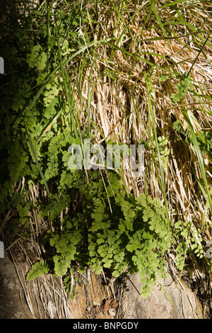 Tausend Farn Venushaarfarns Capillus-Veneris im Zion Canyon Nationalpark Utah USA Hochsommer Stockfoto