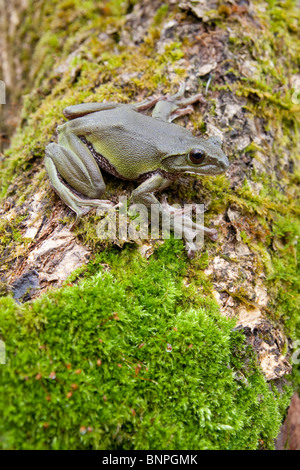 Rhacophorus Arboreus, andernfalls bekannt als die japanischen Laubfrosch. Endemisch in Japan. Stockfoto