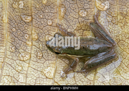 Eine nördliche Zwerg Laubfrosch (Litoria bicolor) auf eine regennasse Blatt am Fogg Dam, Northern Territory, Australien. Stockfoto