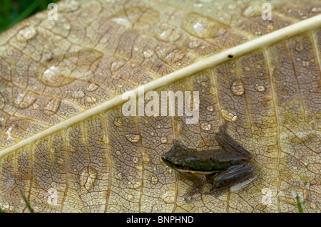 Eine nördliche Zwerg Laubfrosch (Litoria bicolor) auf eine regennasse Blatt am Fogg Dam, Northern Territory, Australien. Stockfoto