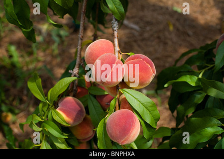 Reife Pfirsiche auf einem Baum in Florida Stockfoto