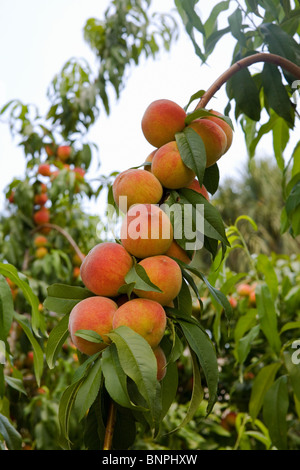 Reife Pfirsiche auf einem Baum in Florida Stockfoto