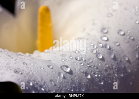 Ein Clearing-Sturm Einlagen Regentropfen auf Blütenblatt der Calla Lily. Garrapta State Park, Kalifornien, USA. Stockfoto