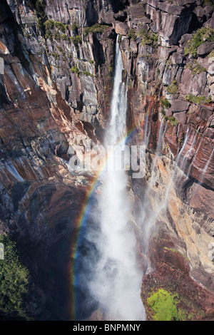 Welt berühmten Angel Falls stürzt fast 979 Meter von einem Tepui.  Es ist gelegen Ontop der Auyantepui.  Venezuela Stockfoto