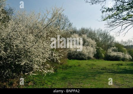 Blackthorn Sträucher blühen am unteren Wald - Prunus spinosa Stockfoto