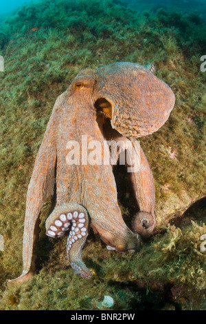 Gemeinsame Krake über Riff, Octopus Vulgaris, Cap de Creus, Costa Brava, Spanien Stockfoto