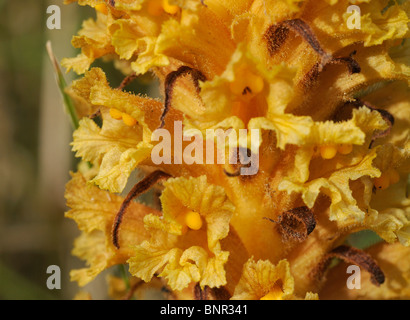 Flockenblume Roman - Orobanche elatior Stockfoto