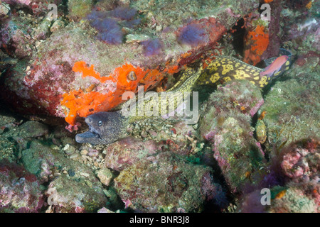 Mittelmeer-Muräne, Muraena Helena, Cap de Creus, Costa Brava, Spanien Stockfoto