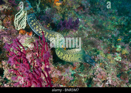 Mittelmeer-Muräne, Muraena Helena, Cap de Creus, Costa Brava, Spanien Stockfoto