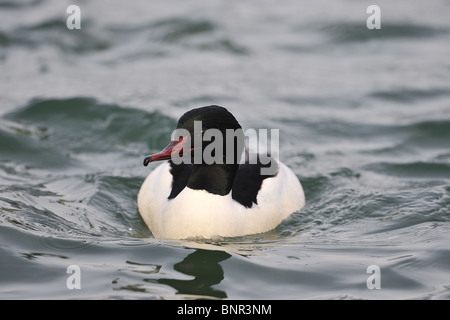 Männlichen Gänsesäger (Mergus Prototyp) schwimmen am Genfer See im Winter - Schweiz Stockfoto