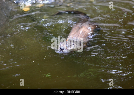 Otter Schwimmen im Wasser an einem Otter Heiligtum, South Devon, Devon, England Stockfoto