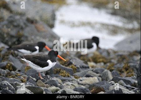 Eurasischen Austernfischer (Haematopus Ostralegus) - Herde auf Felsen bei Ebbe - Mull-Schottland Stockfoto