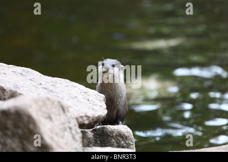 Otter an eine Otter Heiligtum, South Devon, Devon, England Stockfoto