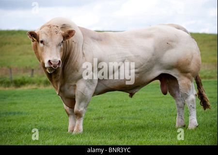 Stammbaum Blondine bull draußen auf der Weide mit Vieh. Stockfoto