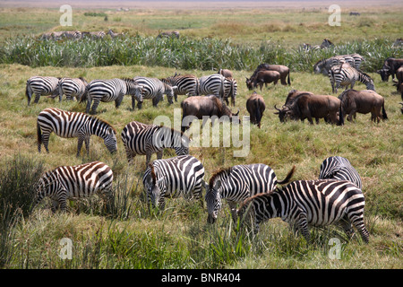 Herde Zebras und Gnus Fütterung auf Rasen, Ngorongoro Conservation Area, Tansania Stockfoto