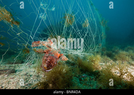 Drachenköpfe gefangen im verlorenen Fischen Net, Scorpaena Scrofa, Cap de Creus, Costa Brava, Spanien Stockfoto