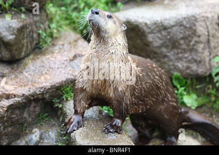 Otter an eine Otter Heiligtum, South Devon, Devon, England Stockfoto