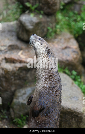 Otter an eine Otter Heiligtum, South Devon, Devon, England Stockfoto