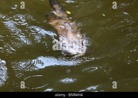 Otter Schwimmen im Wasser an einem Otter Heiligtum, South Devon, Devon, England Stockfoto