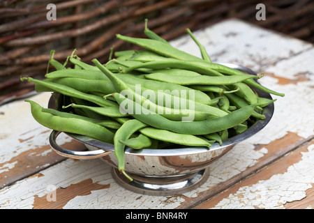 Nach Hause angebauten Stangenbohnen in Metall Sieb Stockfoto