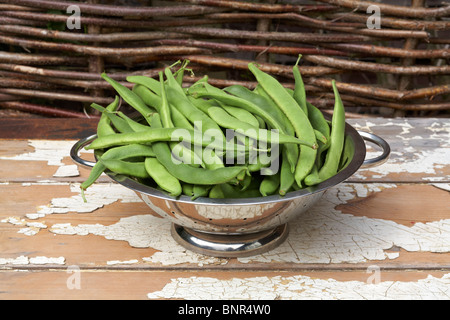 Nach Hause angebauten Stangenbohnen in Metall Sieb Stockfoto