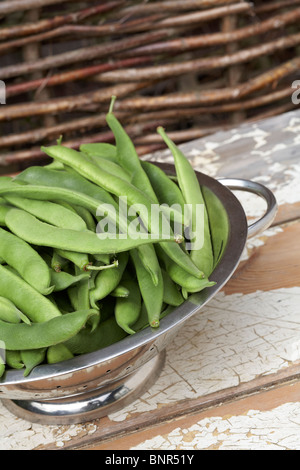 Nach Hause angebauten Stangenbohnen in Metall Sieb Stockfoto