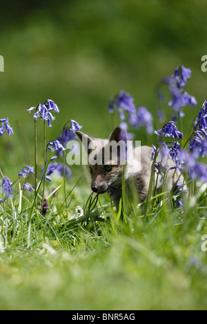 Rotfuchs (Vulpes Vulpes) Cub stalking in Glockenblumen Stockfoto