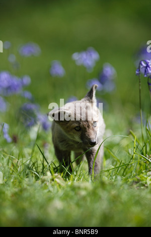 Rotfuchs (Vulpes Vulpes) Cub in Glockenblumen Stockfoto