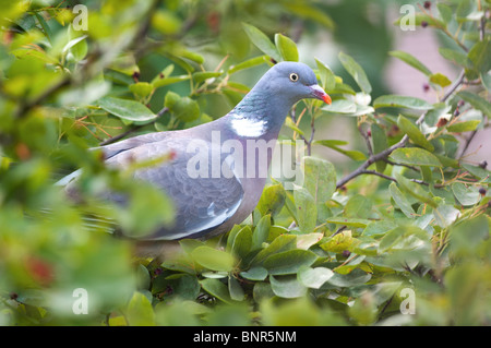 Woodpigeon, Columba Palumbus im Baum. Stockfoto