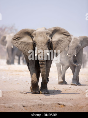 Elefant nähert sich über staubigen Sand mit Herde nach im Hintergrund (Etosha-Wüste) Stockfoto