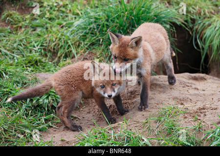 Rotfuchs (Vulpes Vulpes) jungen spielen am Eingang zur Erde Stockfoto