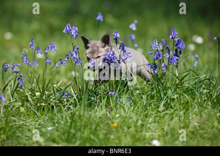 Rotfuchs (Vulpes Vulpes) Cub in Glockenblumen Stockfoto