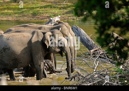 Elefantenfamilie mit ein sehr junges Baby Wasserstrom Yala oder Ruhuna Nationalpark in Sri Lanka Stockfoto