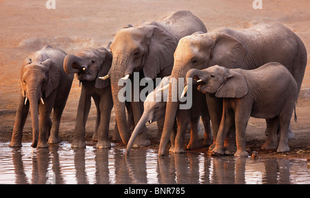 Elefantenherde trinken an einer Wasserstelle in Etosha Wüste (Loxodonta Africana) Stockfoto