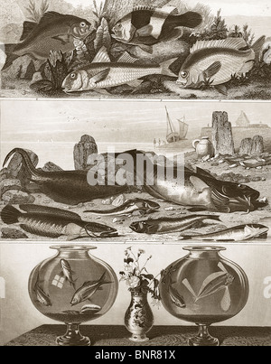 Historische Radierung zeigt drei separate Bilder von verschiedenen Fischen Stockfoto