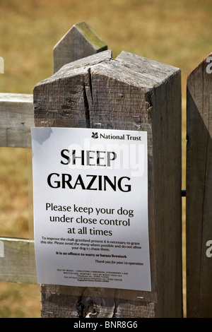 Schafe grasen bitte halten Sie Ihren Hund unter enger Kontrolle zu jeder Zeit Benachrichtigung von National Trust auf Gate in Großbritannien im Juni platziert Stockfoto