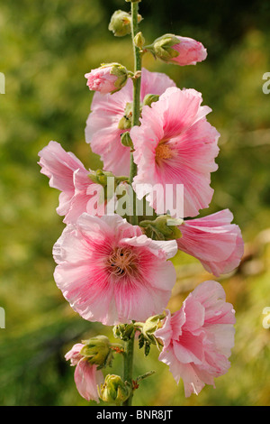 Stockrose (Althaia Rosea) Stockfoto