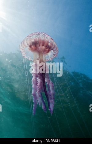 Mauve Stinger Quallen, Pelagia Noctiluca, Cap de Creus, Costa Brava, Spanien Stockfoto