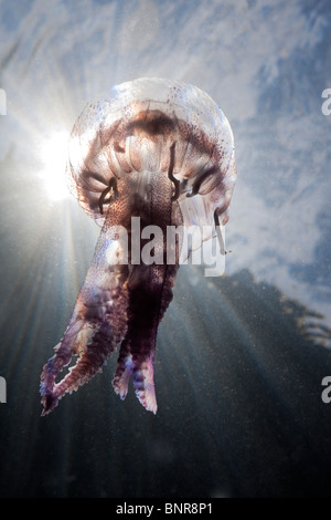 Mauve Stinger Quallen, Pelagia Noctiluca, Cap de Creus, Costa Brava, Spanien Stockfoto