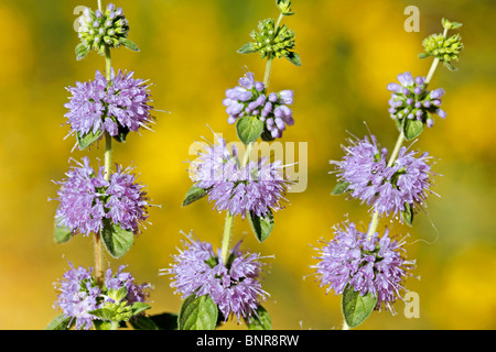 Penniroyal (Mentha Pulegium) Stockfoto