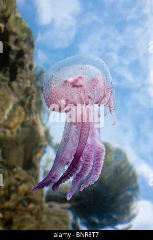 Mauve Stinger Quallen, Pelagia Noctiluca, Cap de Creus, Costa Brava, Spanien Stockfoto