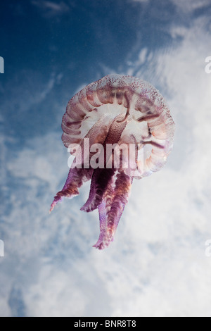 Mauve Stinger Quallen, Pelagia Noctiluca, Cap de Creus, Costa Brava, Spanien Stockfoto