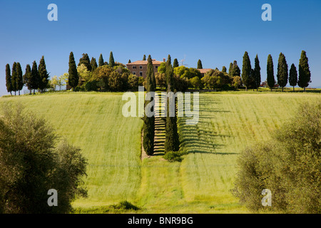 Villa am Ende Zypressen gesäumten Gasse in der Nähe von San Quirico Val d ' Orcia Toskana Italien Stockfoto